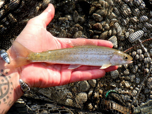 Arctic Grayling