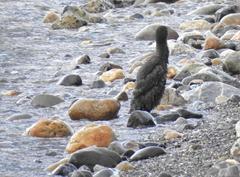 Leucocarbo magellanicus