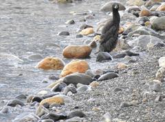 Leucocarbo magellanicus