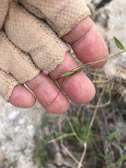 Neogaerrhinum filipes