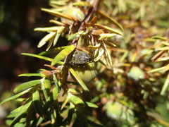 Holcogaster fibulata