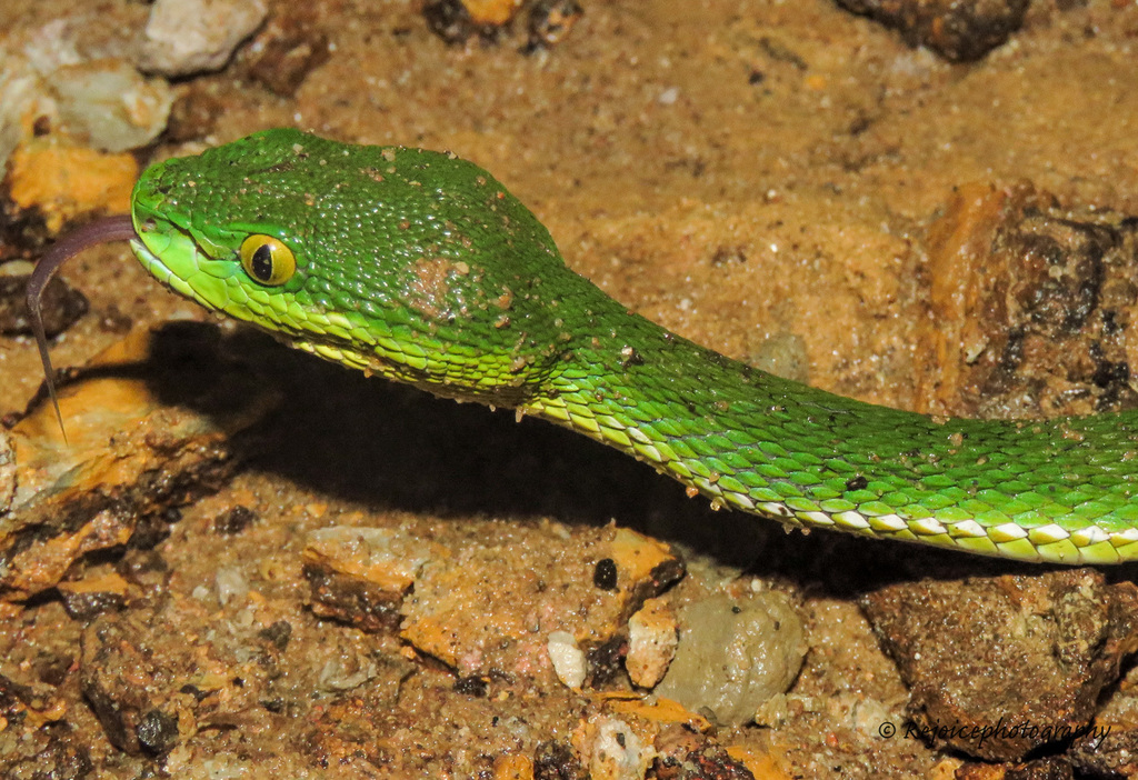 Redtail (Bamboo) Pit Viper