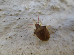 Peribalus strictus strictus