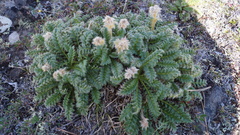 Geum glaciale