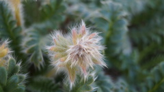 Geum glaciale