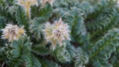 Geum glaciale