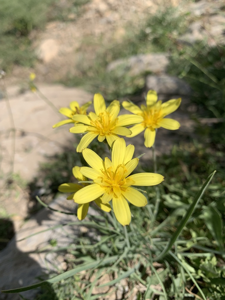 Gelasia ramosissima