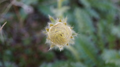 Geum glaciale