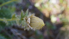 Geum glaciale