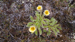 Geum glaciale