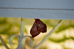 Cerodirphia apunctata