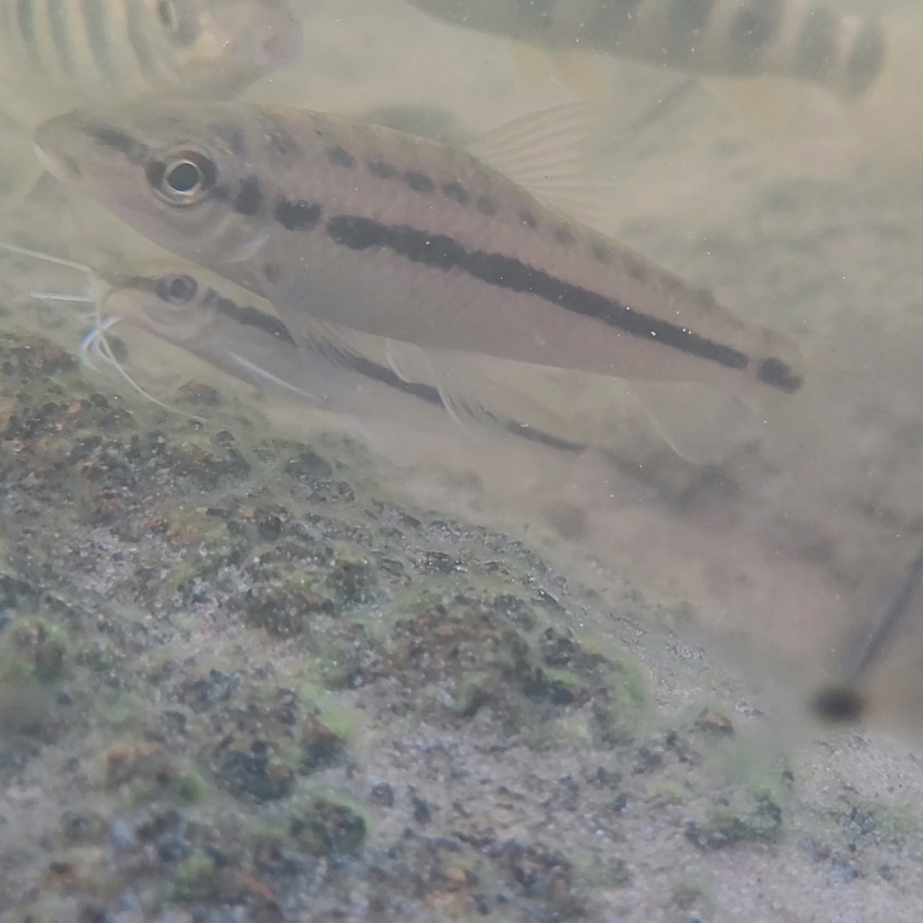 Leporinus sidlauskasi