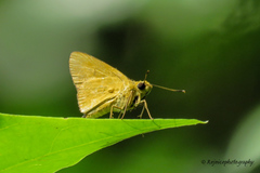 Cupitha purreea