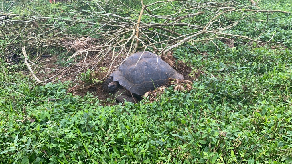 Eastern Santa Cruz Giant Tortoise in July 2023 by hstanton · iNaturalist