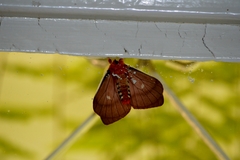 Cerodirphia apunctata