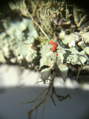 Biatoropsis usnearum