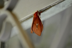 Cerodirphia apunctata