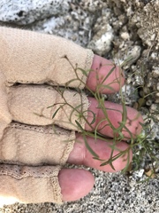 Chorizanthe brevicornu