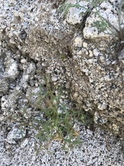 Chorizanthe brevicornu