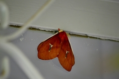 Cerodirphia apunctata