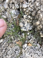 Chorizanthe brevicornu