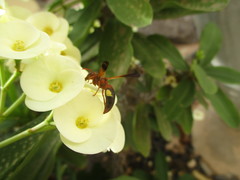 Rhynchium oculatum