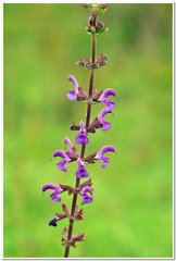 Salvia virgata