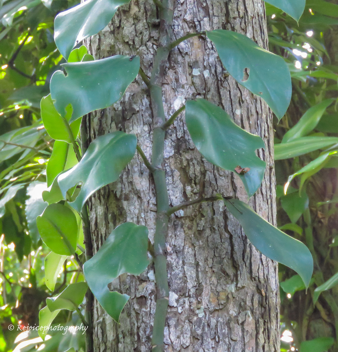 Rhaphidophora Hongkongensis