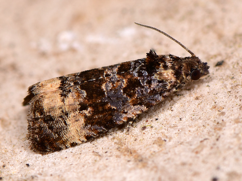 Bordered Marble