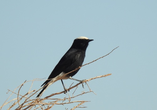 Collalba yebélica (Oenanthe leucopyga)