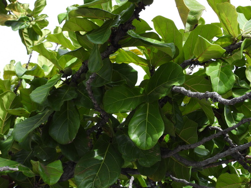 Ficus lyrata, 2023-07-16