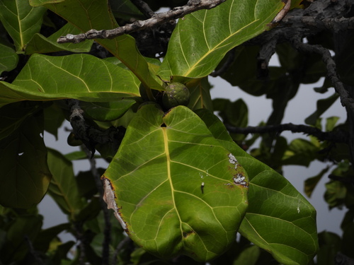 Ficus lyrata, 2023-07-16