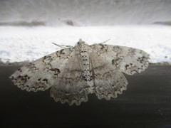Ascotis fortunata