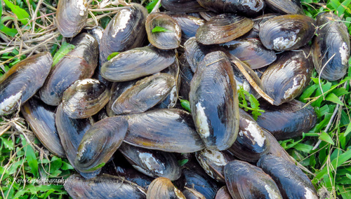 Lamellidens corrianus