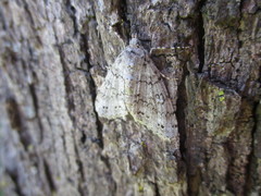 Ascotis fortunata