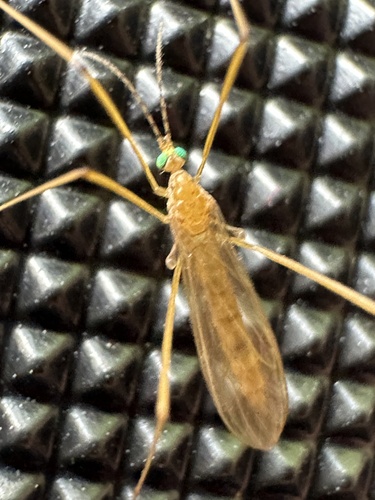 Atarba picticornis photo 4
