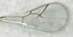 Hexacola