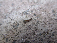 Calliteara fortunata