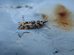 Eudonia lineola