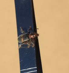 Orthrius duplopunctatus