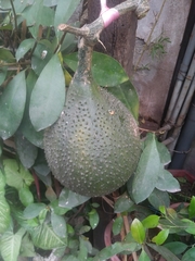 Momordica cochinchinensis