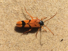 Tragocerus spencii