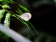 Leptosia nina niobe