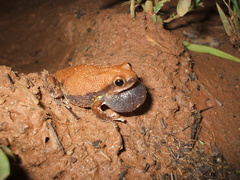 Litoria rubella
