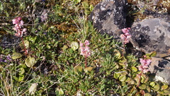 Pyrola asarifolia incarnata