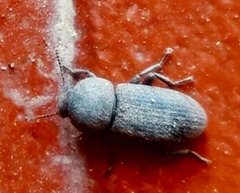 Coleoptera