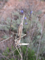 Hypsicorypha gracilis