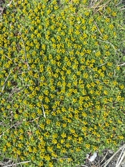 Azorelloideae