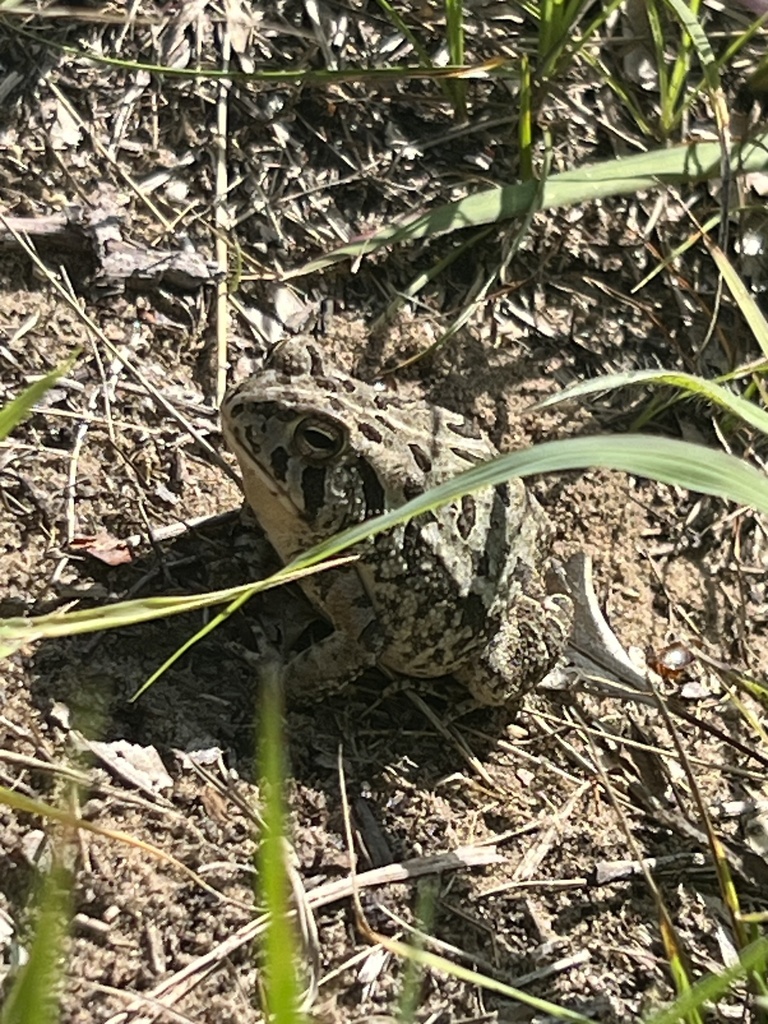 North American Toads from Beaver St, Beaverville, IL, US on July 18