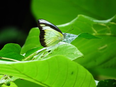 Appias lyncida eleonora
